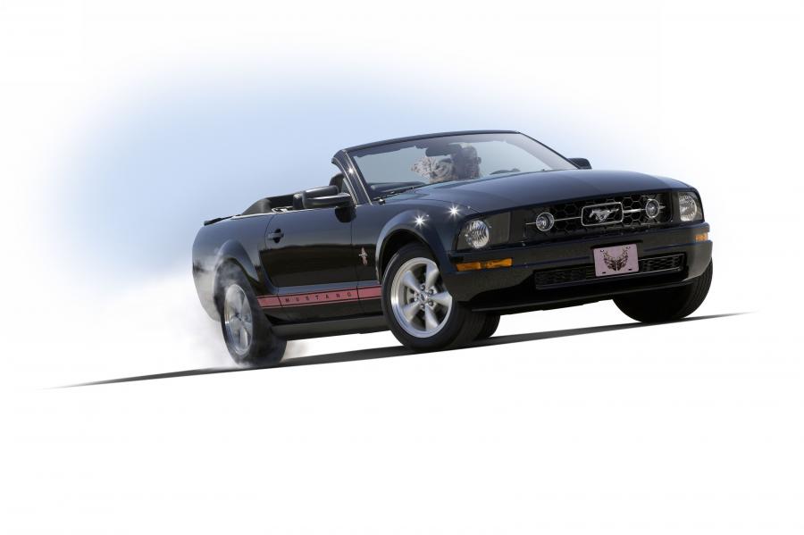  Ford Mustang Convertible 2005 года  (фото 8 из 11)